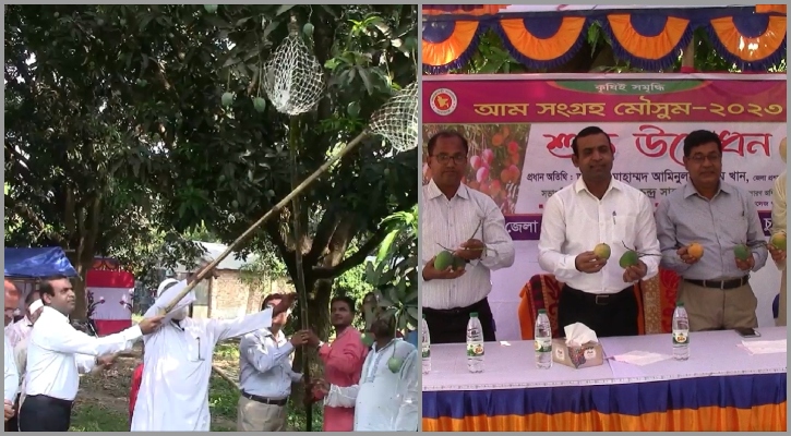 নামছে চুয়াডাঙ্গার আম, চাষিদের ঘরে যাবে ১৬০ কোটি টাকা